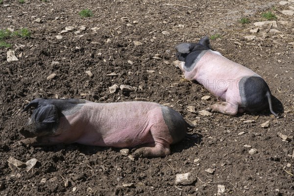 Young, free-range Swabian-Hall pigs, Neuhausen ob Eck open-air museum, Tuttlingen district,