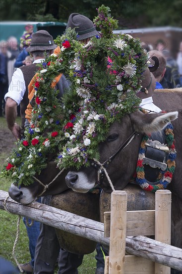 Decorated Kuehr for the Viehscheid, Bad Hindelang, Allgaeu, Bavaria, Germany, Europe