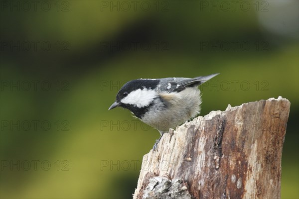 Fir tit