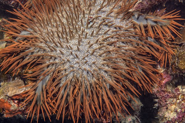 Close-up detail of crown-of-thorns (Acanthaster planci) sitting on coral reef eating stony coral