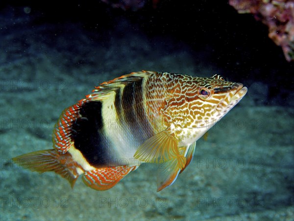 Painted comber (Serranus scriba) swimming in the clear water. Dive site El Cabron marine reserve,