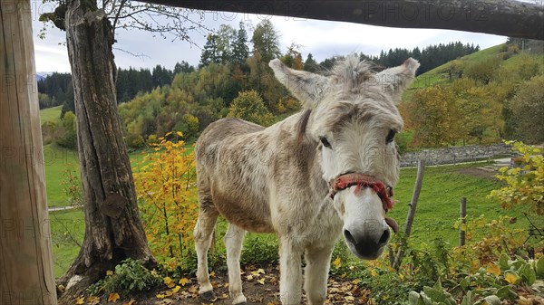 Donkey with a trusting look