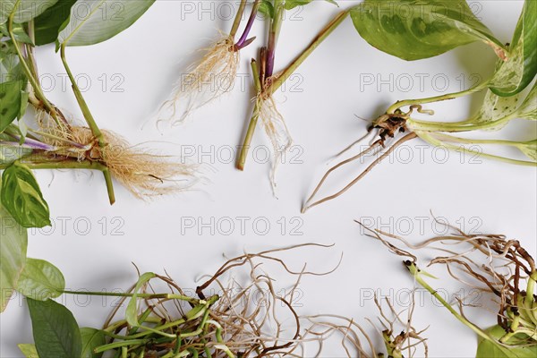 Various different houseplant cuttings with long bare roots on white background