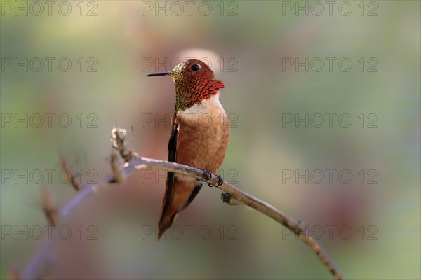 Rufous hummingbird (Selasphorus rufus), adult, male, perch, Sonoran Desert, Arizona, North America,