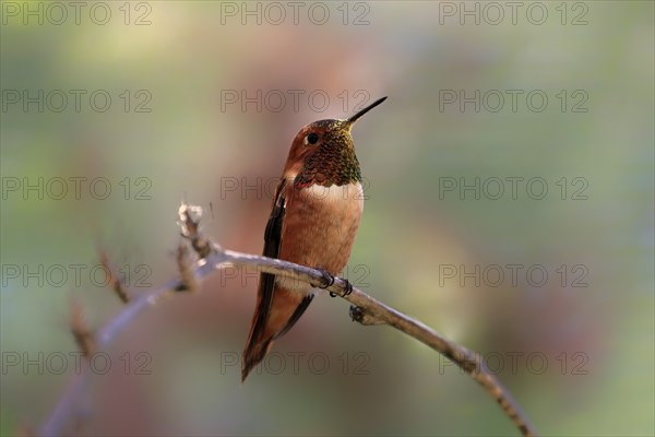 Rufous hummingbird (Selasphorus rufus), adult, male, perch, Sonoran Desert, Arizona, North America,