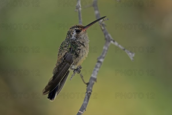 Broad-billed hummingbird (Cynanthus latirostris), adult, female, in perch, Sonoran Desert, Arizona,