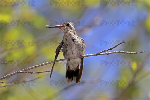 Broad-billed hummingbird (Cynanthus latirostris), adult, female, in perch, Sonoran Desert, Arizona,