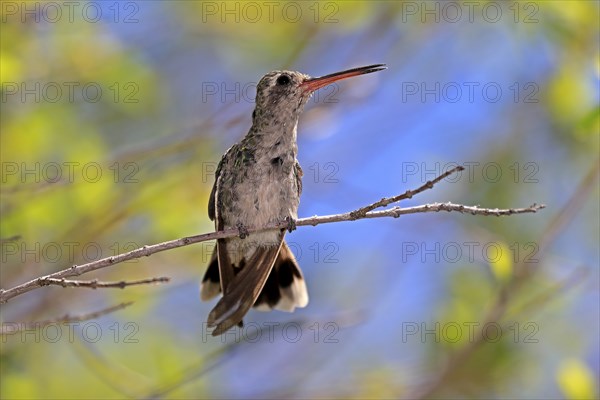 Broad-billed hummingbird (Cynanthus latirostris), adult, female, in perch, Sonoran Desert, Arizona,