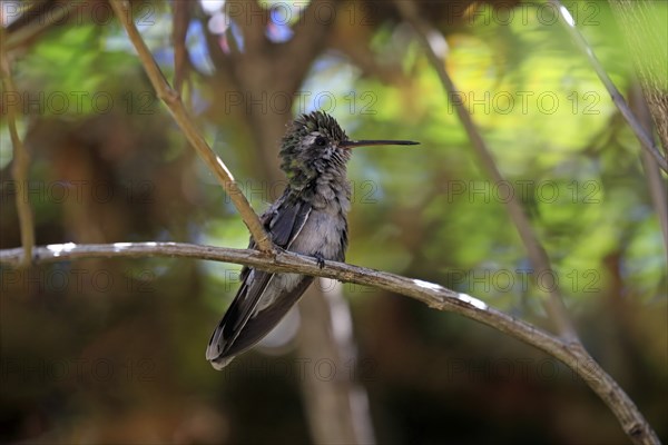 Broad-billed hummingbird (Cynanthus latirostris), adult, female, in perch, Sonoran Desert, Arizona,