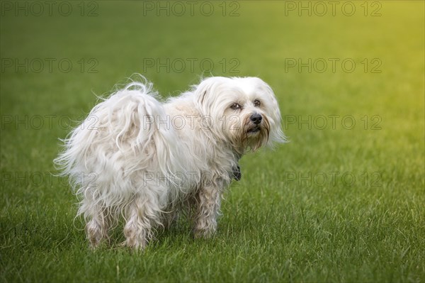 Small white dog looks over his shoulder at the photographer