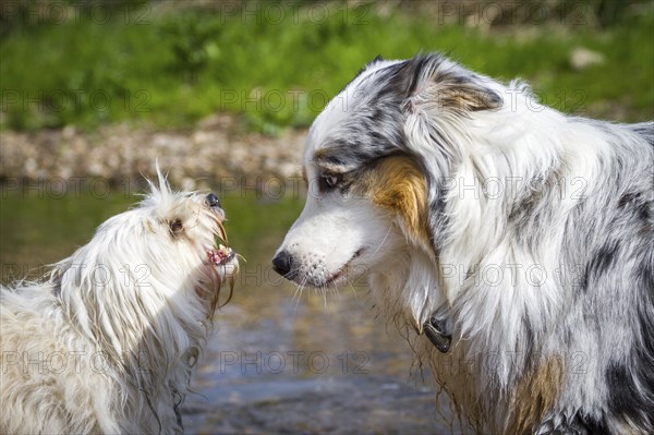 An Australian Shepherd is intimidated by a small white dog