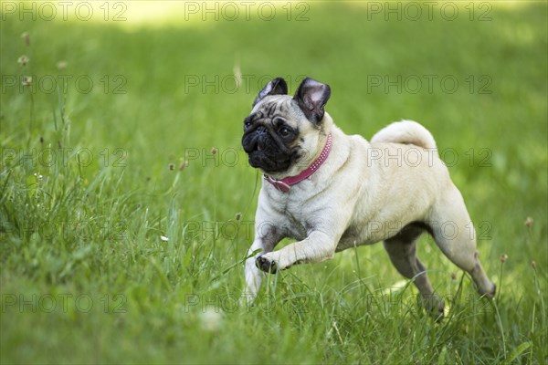 A brown pug runs through a green meadow