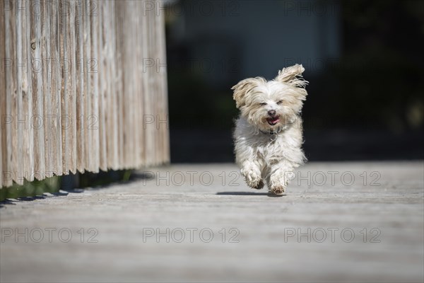 Little Paris is now also 12 years old. Taken on the bridge over the Breg