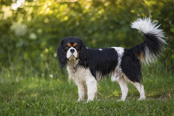 A Cavalier King Charles Spaniel standing wet in a meadow after a bath