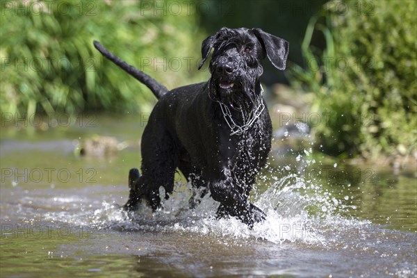 Black giant schnauzer walks through the water