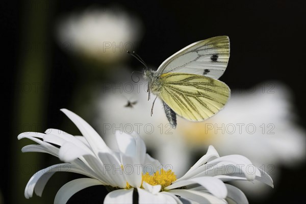 A green-veined white (Pieris napi) flies just above a daisy flower, Hesse, Germany, Europe