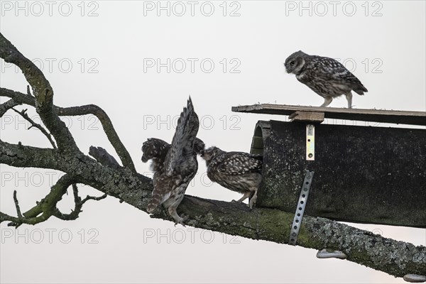 Little owls (Athene noctua), Emsland, Lower Saxony, Germany, Europe