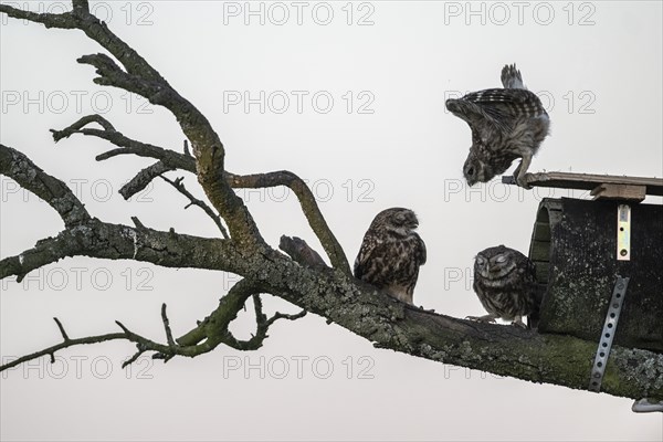 Little owls (Athene noctua), Emsland, Lower Saxony, Germany, Europe