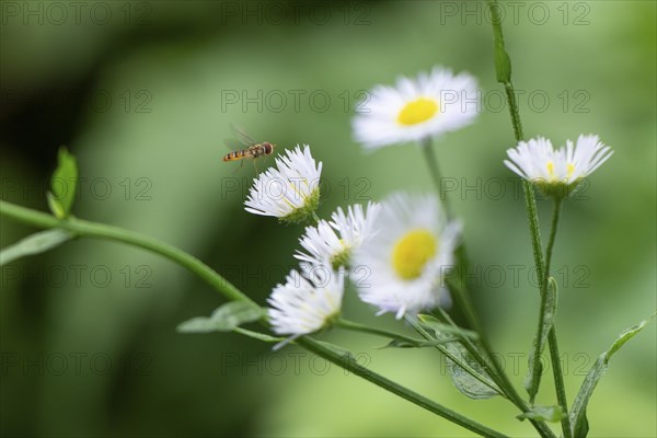 White flowers of Erigeron annuus (Erigeron annuus) with a hoverfly (Syrphidae), Ternitz, Lower