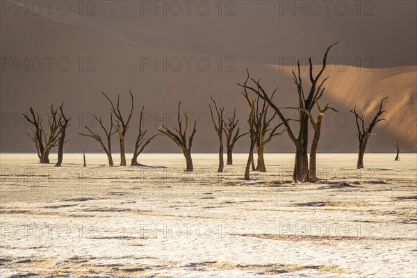 Camel thorn acacia in Deadvlei, Sossusvlei Park, Namib, Namibia, Africa