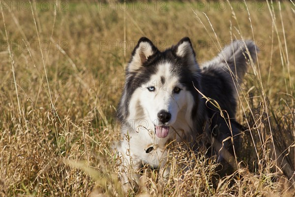 Husky, Siberian Husky as a pet