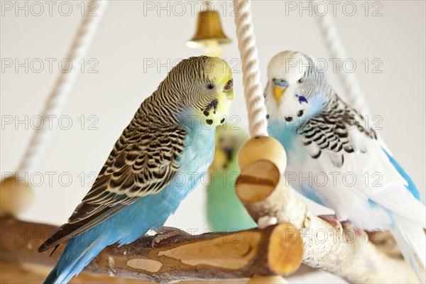 Budgies (Melopsittacus undulatus)