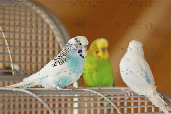 Budgies (Melopsittacus undulatus)