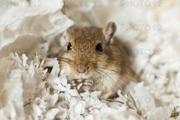 Mongolian gerbil (Meriones) in the aquarium