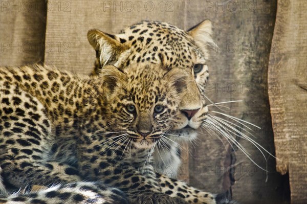 Persian leopard (Panthera pardus ciscaucasica)