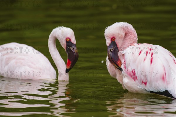 Lesser flamingo (Phoeniconaias minor)