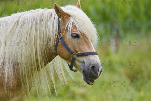 Haflinger on the pasture