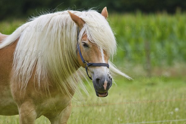 Haflinger on the pasture