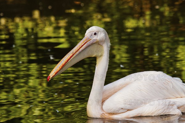 Great white pelican (Pelecanus onocrotalus)