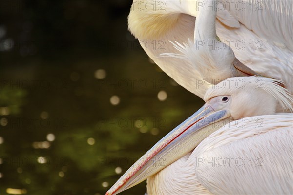 Great white pelican (Pelecanus onocrotalus)