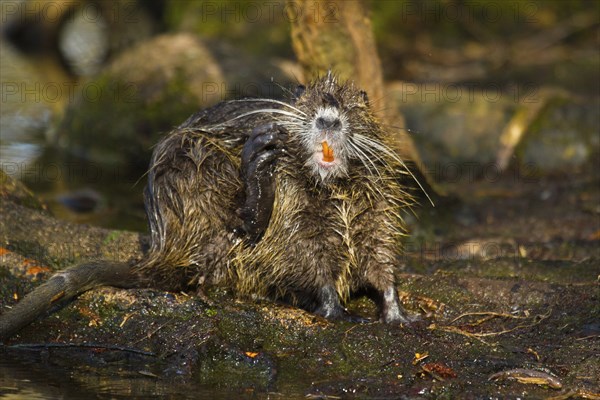 Nutria (Myocastor coypus) cleaning itself