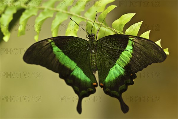 Emerald swallowtail (Papilio palinurus)