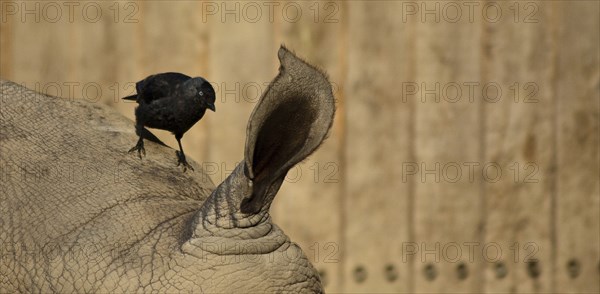 White rhinoceros with jackdaw, African habitat