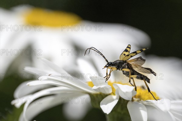 A spotted longhorn (Rutpela maculata) with open wings on a daisy, Hesse, Germany, Europe