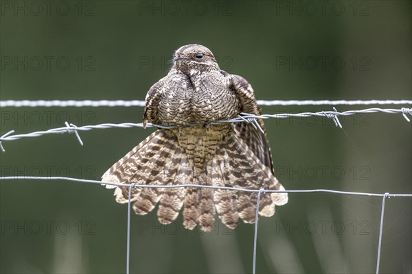 Nightjar, nightjar (Caprimulgus europaeus) sitting on a pasture fence, Emsland, Lower Saxony,