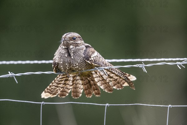 Nightjar, nightjar (Caprimulgus europaeus) sitting on a pasture fence, Emsland, Lower Saxony,