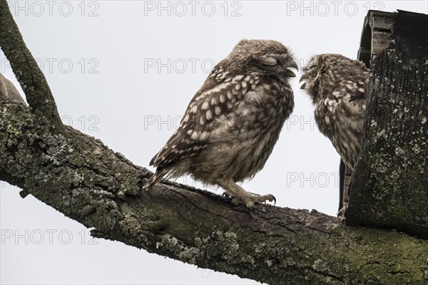 Young little owls (Athene noctua), Emsland, Lower Saxony, Germany, Europe
