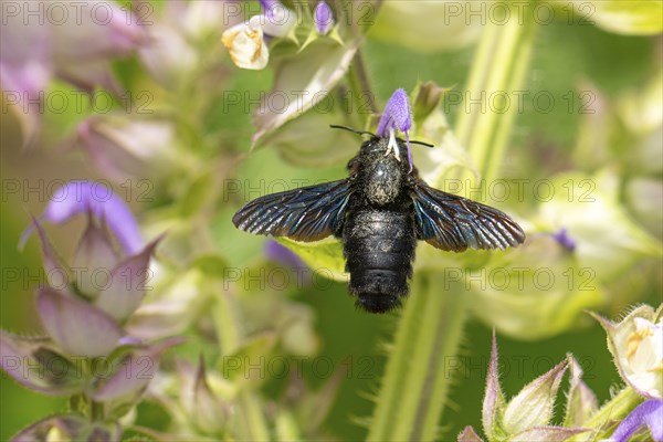 Violet carpenter bee (Xylocopa violacea) collecting nectar on clary (Salvia sclarea) flowers,