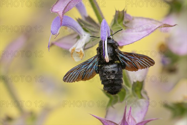 Macro photograph of a large wood bee (Xylocopa violacea) with iridescent wings on a clary (Salvia