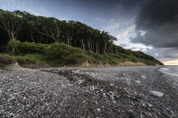 Steep coast, ghost forest, Nienhagen, Mecklenburg-Western Pomerania, Germany, Europe
