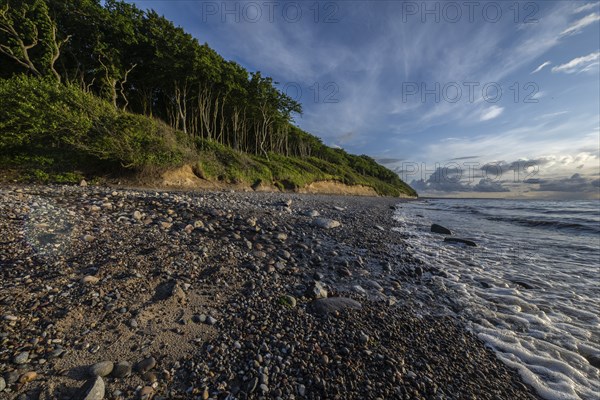 Steep coast, ghost forest, Nienhagen, Mecklenburg-Western Pomerania, Germany, Europe