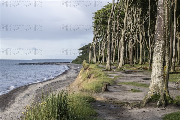 Steep coast, ghost forest, Nienhagen, Mecklenburg-Western Pomerania, Germany, Europe