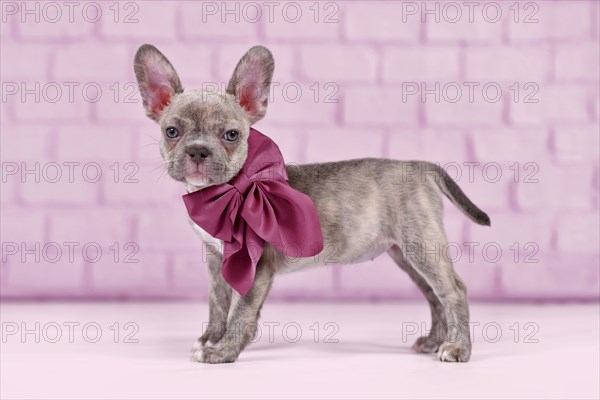 Young Lilac Brindle French Bulldog dog puppy with healthy long nose and ribbon in front of studio