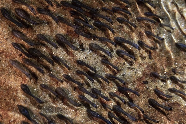 Blackfly (Simuliidae), larvae on stone under water in stream, Velbert, North Rhine-Westphalia,