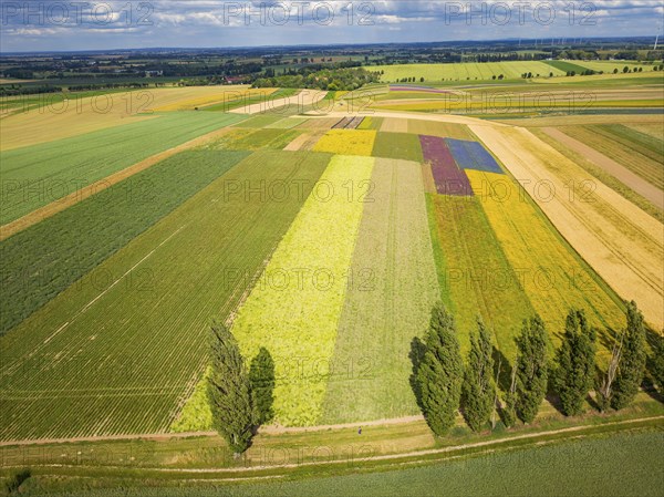 The Gert Harz farm near Lommatzsch propagates wild plants on a total of 70 hectares, Agriculture,