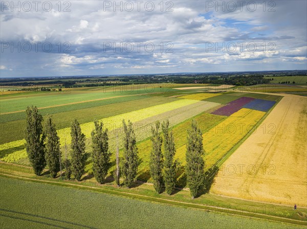 The Gert Harz farm near Lommatzsch propagates wild plants on a total of 70 hectares, Agriculture,
